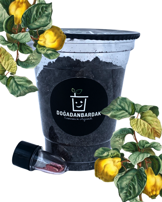 DoğadanBardak™ Ayva Yetiştirme Kiti